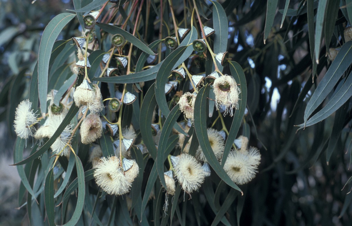 Eucalyptus Globulus